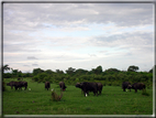 foto Parco nazionale del Chobe